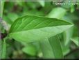 basil thai leaves