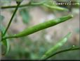 arugula seed pod