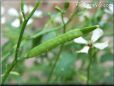 arugula seed pod