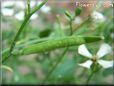 arugula seed pod