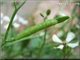 arugula seed pod