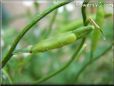 arugula seed pod