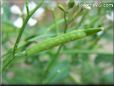 arugula seed pod