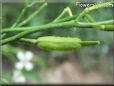 arugula seed pod