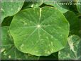 nasturtium leaf