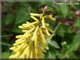 yellow hot poker flower