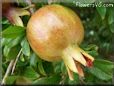 pomegranate fruit tree pictures