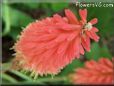 kniphofia flower