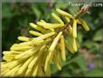 yellow hot poker flower