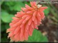 kniphofia flower