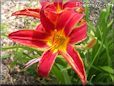 red yellow lily flower