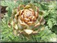 opened artichoke