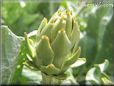 small artichoke