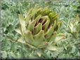 opened artichoke