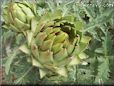 opened artichoke
