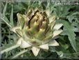 opened artichoke