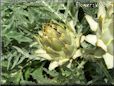 opened artichoke