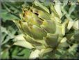 opened artichoke