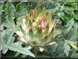opened artichoke