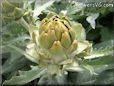 small artichoke