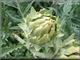 small artichoke