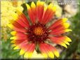 red blanketflower