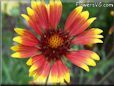 red blanket flower