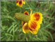 maroon yellow mexican hat flower