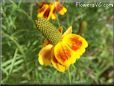 maroon yellow mexican hat flower