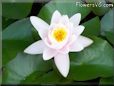 white waterlily flower