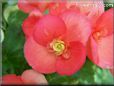 red begonia flower