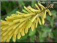 yellow hot poker flower