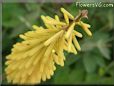 yellow poker Kniphofia pictures
