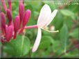 honeysuckle flower