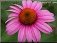 pink coneflower  pictures