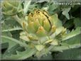 small artichoke flower