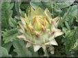 small artichoke flower
