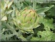small artichoke flower