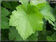  grape leaf