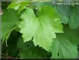  grape leaf