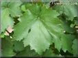  grape leaf