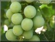 medium grapes  pictures