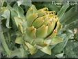 small artichoke flower