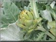 small artichoke flower