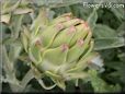 small artichoke flower