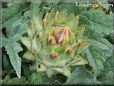 opened artichoke