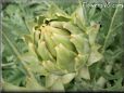 small artichoke flower