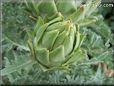 small artichoke flower