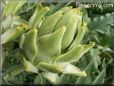 small artichoke flower