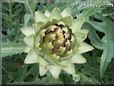 opened artichoke